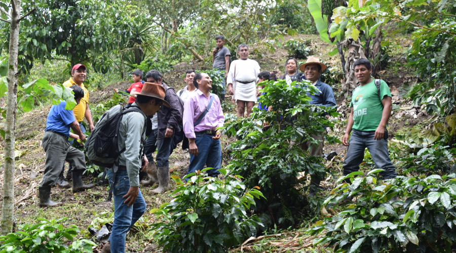 Unión de Productores orgánicos Beneficio Majomut