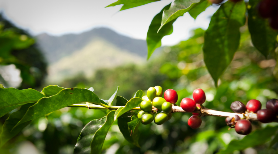 Coordinadora de Productores de la Zona Centro del Estado de Veracruz (COORPROVER)