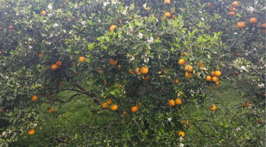 Citrícola Snapapa Sipij