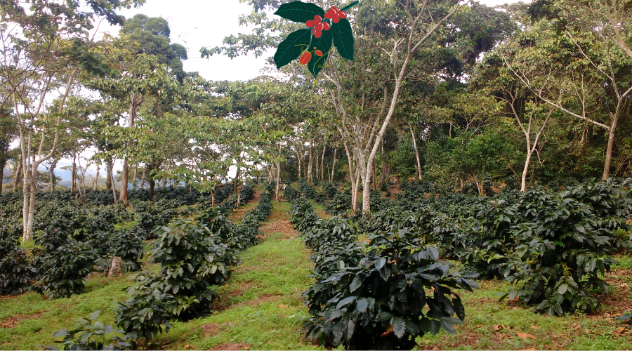 Unión de Ejidos y Comunidades San Fernando (UESF)