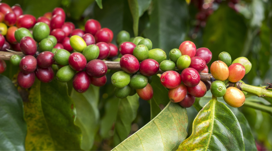 Unión de cafetaleros Orgánicos de Ángel Albino Corzo (UCOAAC)