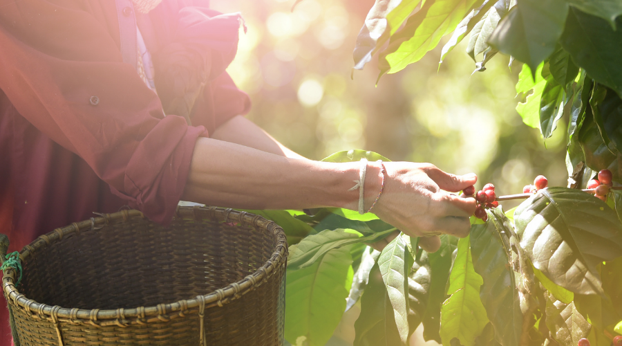 Sociedad de Productores Orgánicos de la Selva Lacandona (SPOSEL)