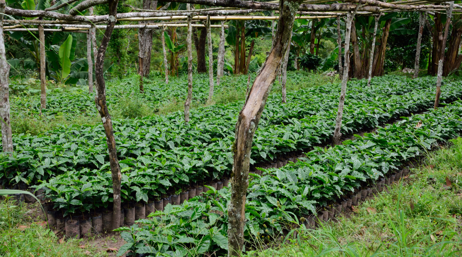 Indígenas de la Sierra Madre de Motozintla San Isidro Labrador (ISMAM)