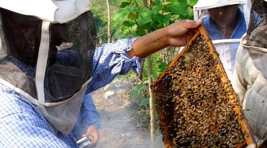 Unión de Productores Maya Vinic