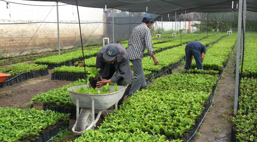 Tiemelonla Nich K Lum