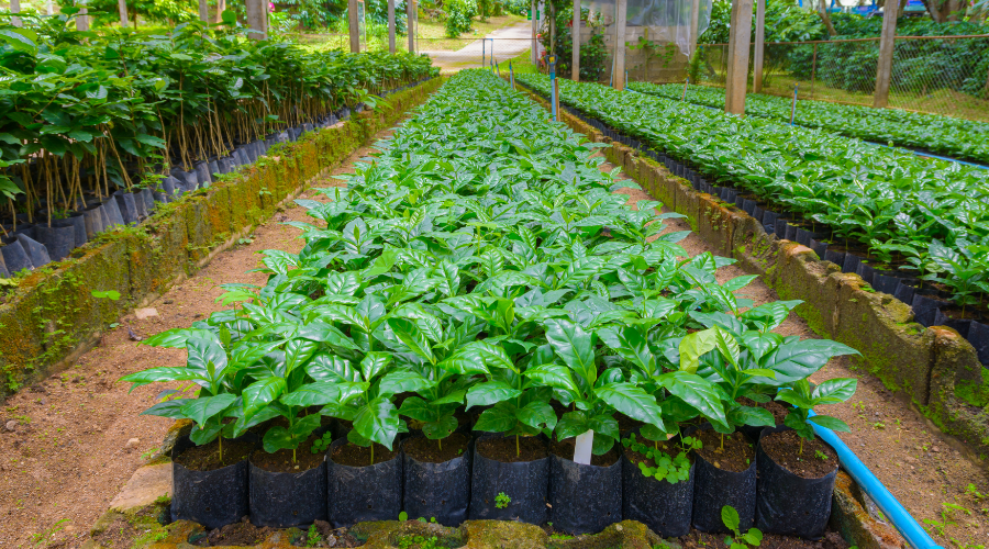 Sociedad Cooperativa Tzotzilotic Tzobolotic